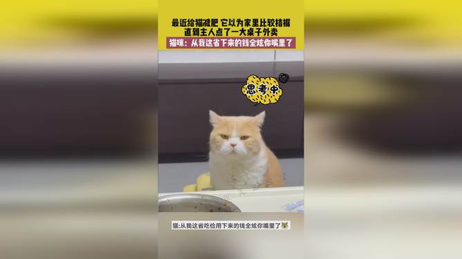 省貓任務(wù)輕松完成指南，最新技能學(xué)習(xí)與任務(wù)執(zhí)行詳細(xì)步驟