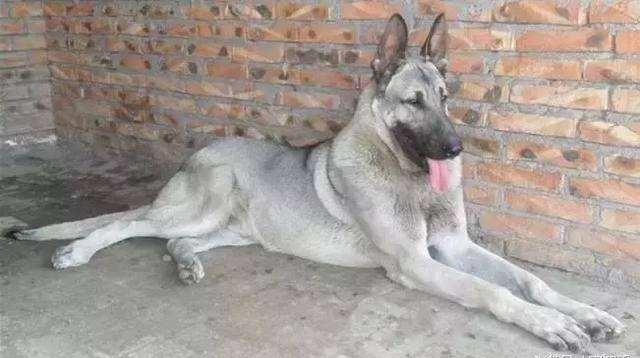 日本最新動態(tài)，溫馨日常趣事與最新情報分享