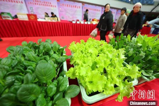 南京最新蔬菜，時(shí)代味道與文化脈絡(luò)的融合