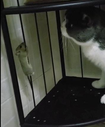 城市隱秘觀察者，灰色老鼠的最新動(dòng)態(tài)觀察