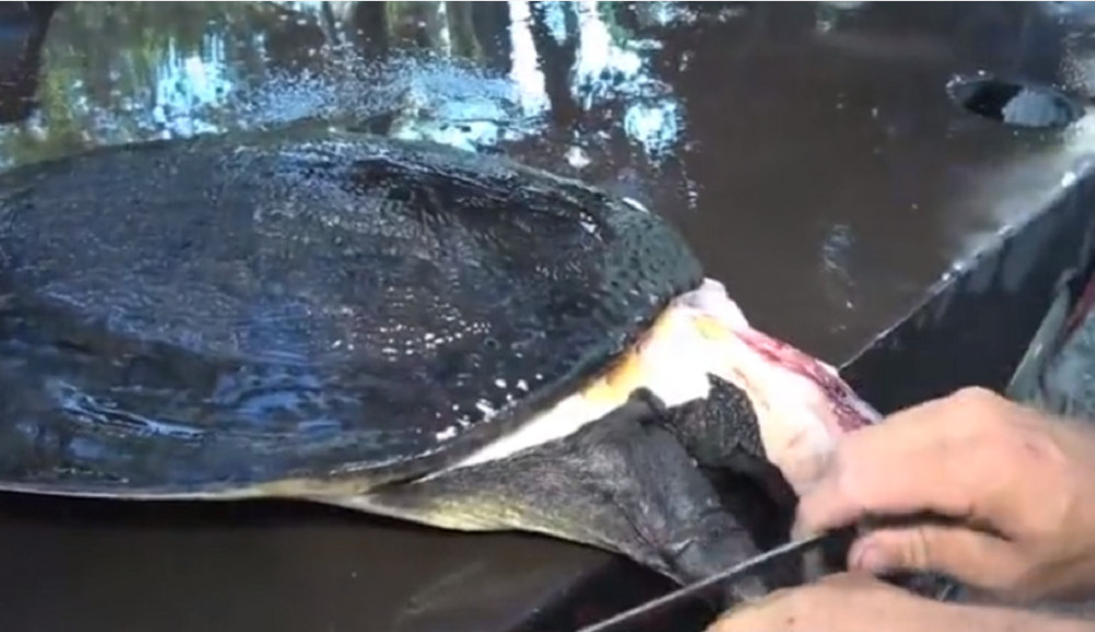 最新釣甲魚，一段垂釣樂趣的溫馨時光