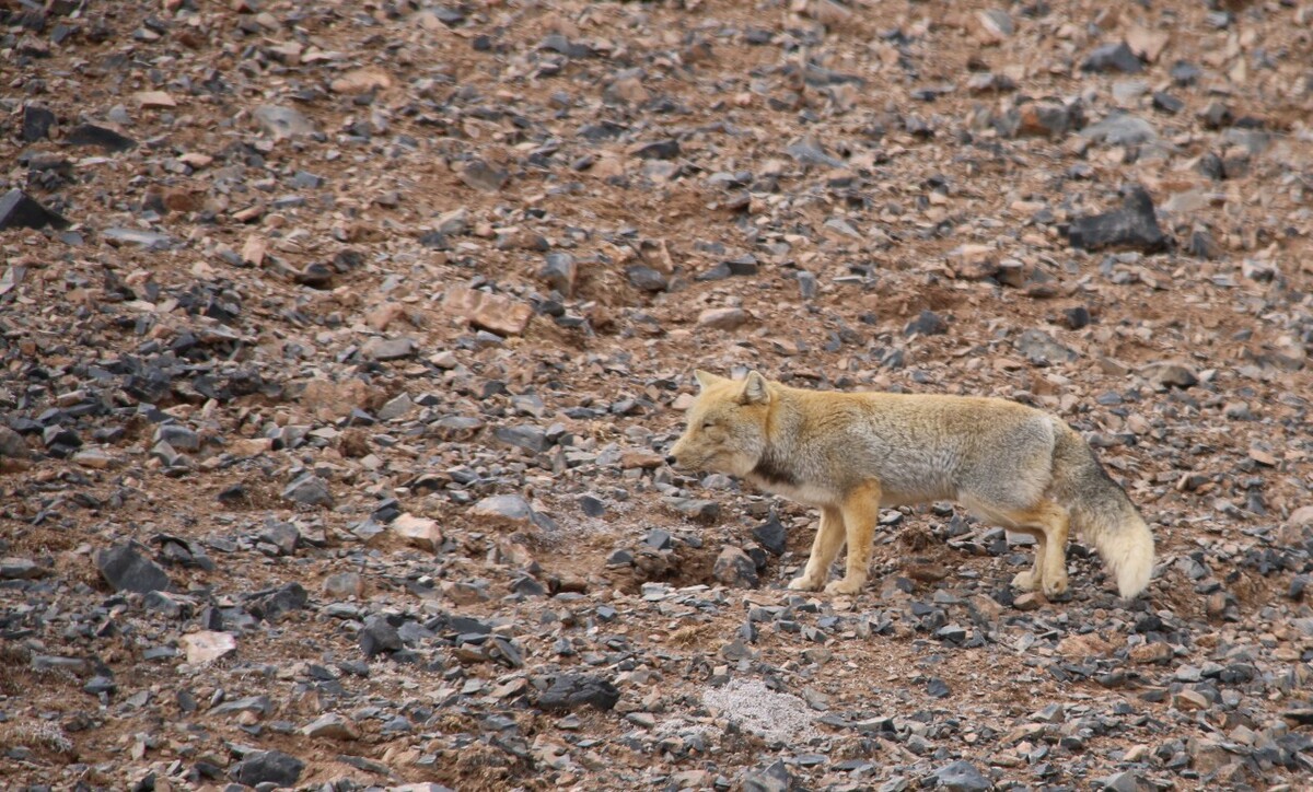 最新野狐，學(xué)習(xí)變化，自信助力夢(mèng)想實(shí)現(xiàn)