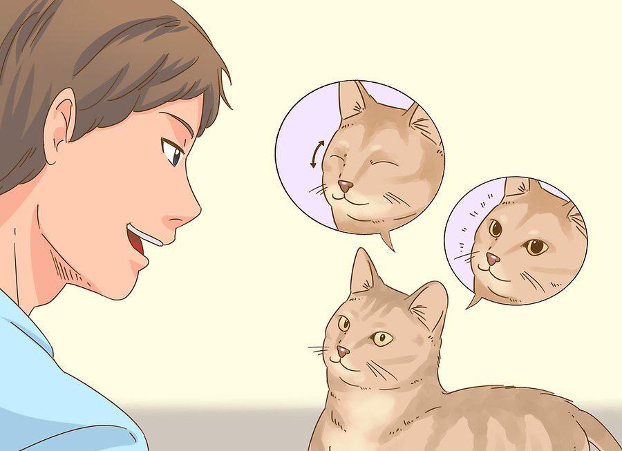 貓咪最新破譯，高科技重塑貓奴生活，智能養(yǎng)貓新時(shí)代的開啟