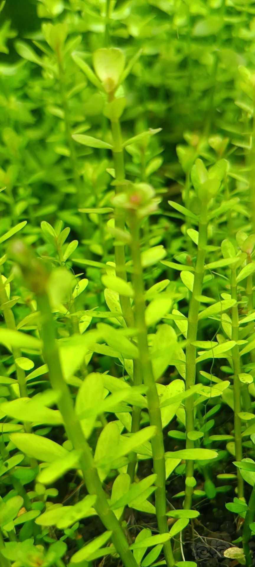 最新福利草草，自然美景之旅，探尋內(nèi)心平和與喜悅的旅程