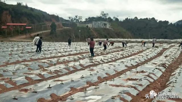 信宜最新肺炎，理解、應(yīng)對與關(guān)愛