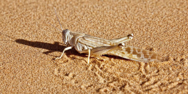 蝗災(zāi)最新動態(tài)，科技先鋒引領(lǐng)抗災(zāi)新時代