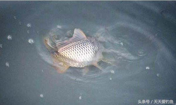 最新逗釣步驟指南，從入門(mén)到精通的釣魚(yú)技巧分享