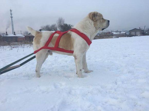 中亞犬，小巷深處的神秘秘境探索