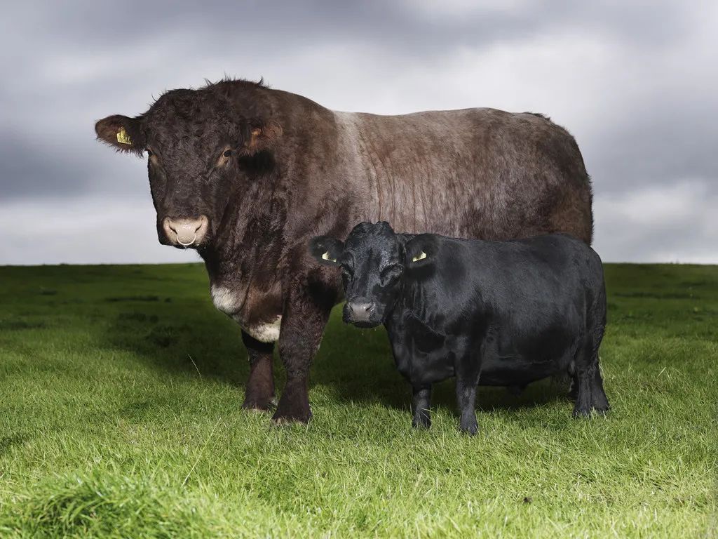 小巷隱藏寶藏，探訪特色小店，領(lǐng)略最牛最新魅力之旅