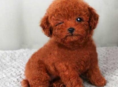 最新小鹿犬，趣事不斷，傳遞溫馨友誼與愛的小使者