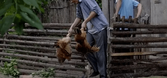 最新版偷雞，從變化中學(xué)習(xí)，擁抱自信，成就非凡之路