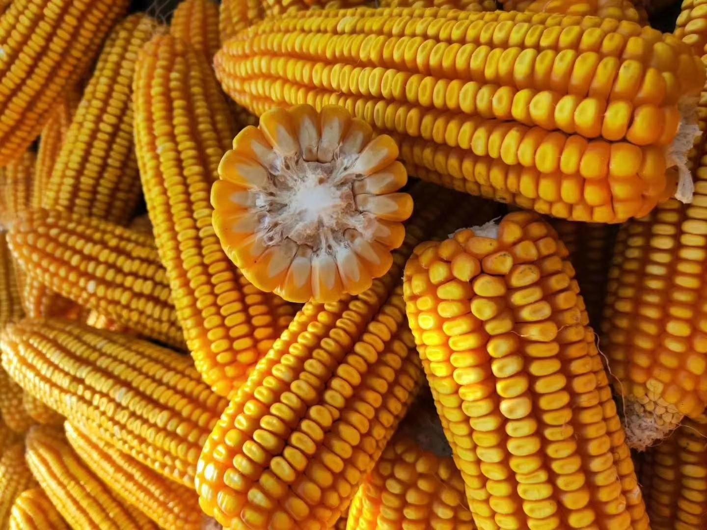 運動場館燈具 第52頁