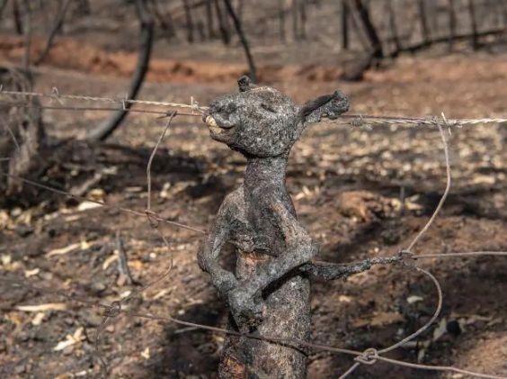 南澳山火最新情況更新，實時動態(tài)與進展