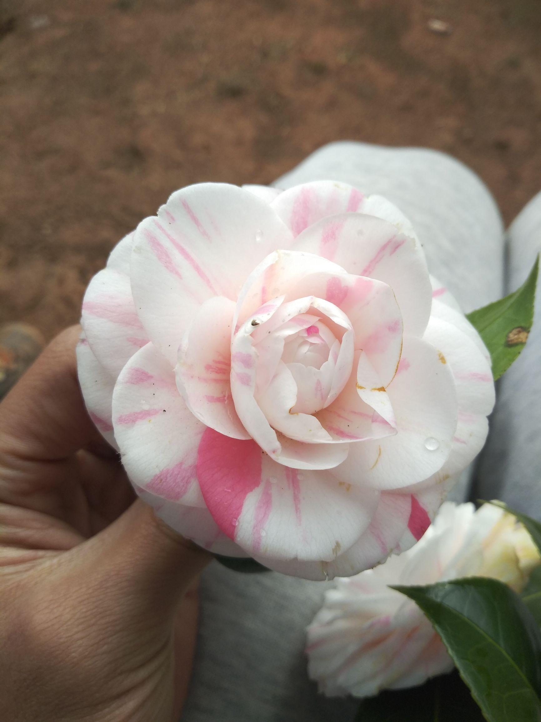 愛5最新劇情，心靈與自然的奇妙之旅