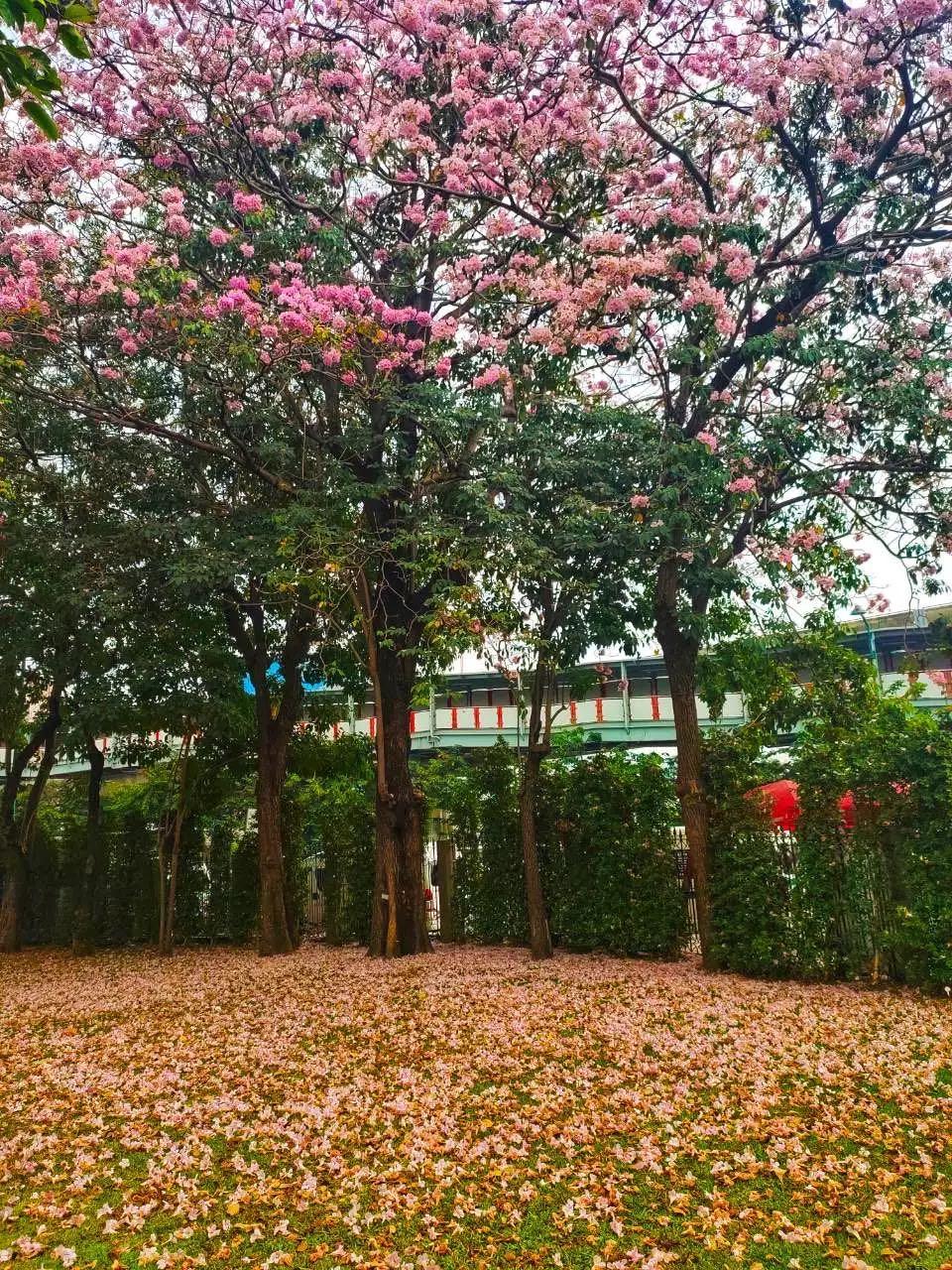 全球最新疫情動態(tài)，變化中的學習之路與自信成就的力量