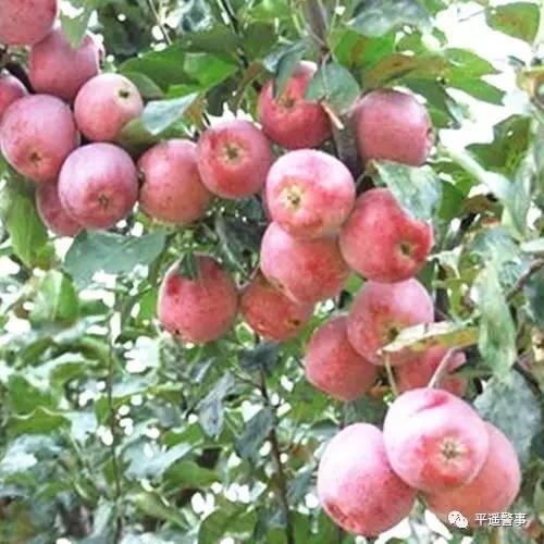 西太后愛心包最新系列，時尚與慈善的完美結(jié)合，展現(xiàn)獨(dú)特魅力風(fēng)采