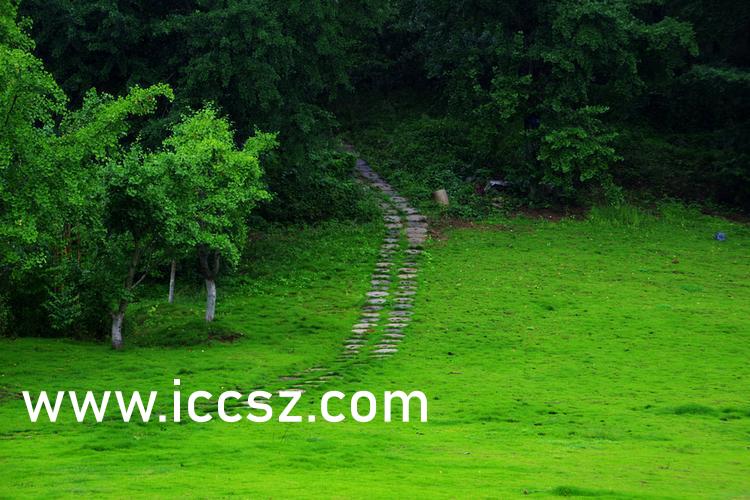 伊人最新一本，日常溫馨趣事與情感紐帶的交織