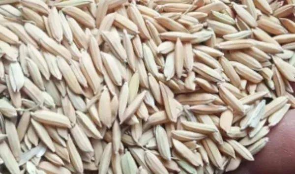 夏鳴星谷子最新科技，點亮生活，科技璀璨引領未來