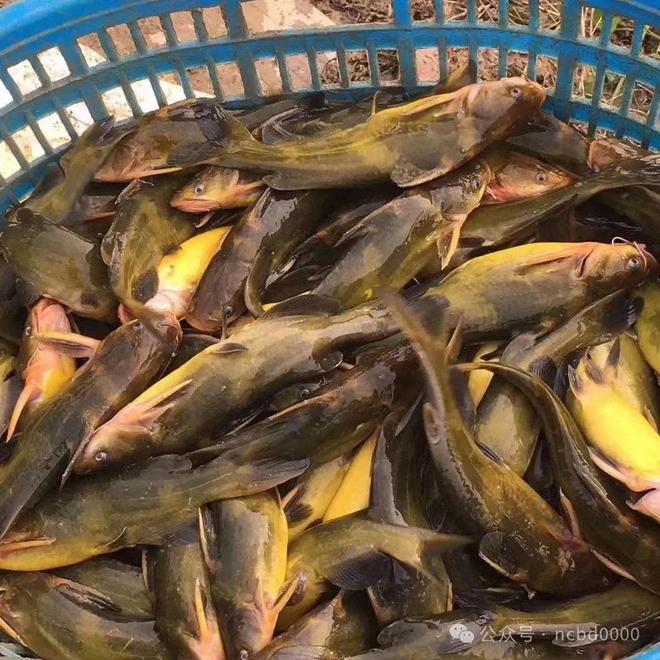 黃顙魚最新報(bào)價(jià)大全，專業(yè)指南與實(shí)時(shí)更新